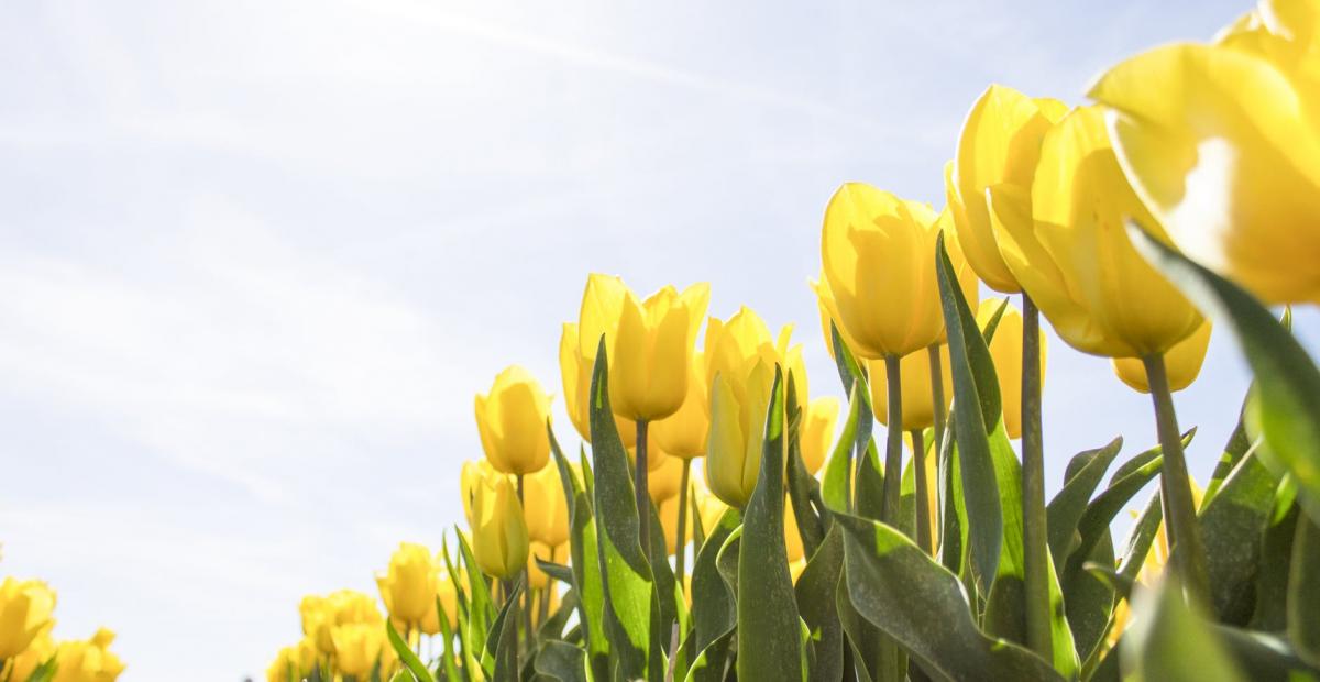 tulips netherlands flowers bloom 159406