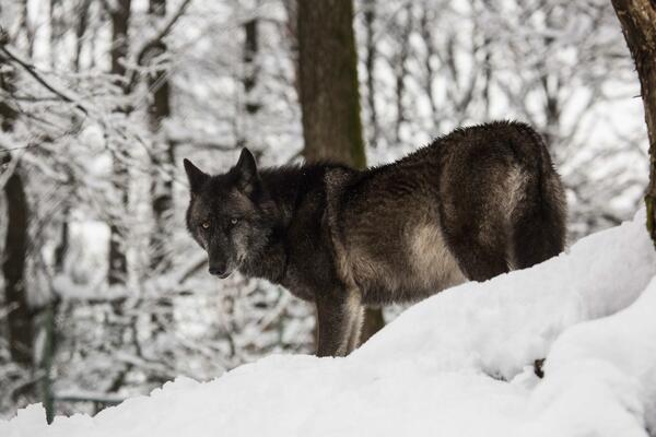 volk v snegu