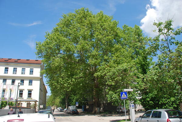drevo leta 2019