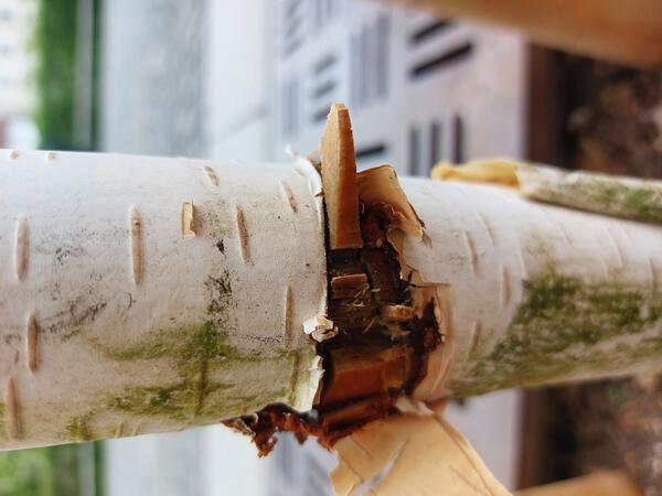 poškodba na steblu breze