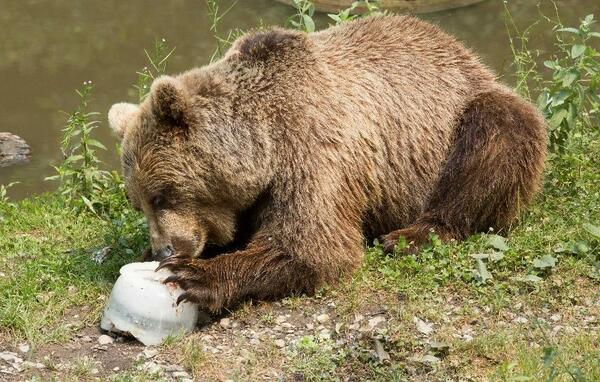 Medved uživa v sladoledu. Foto: ZOO Ljubljana