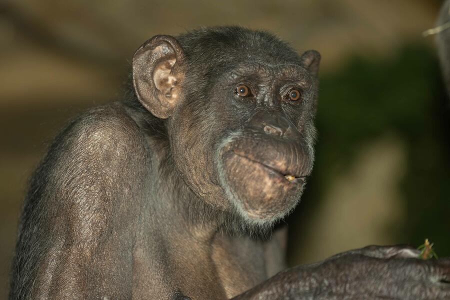šimpanzinja Mojca
