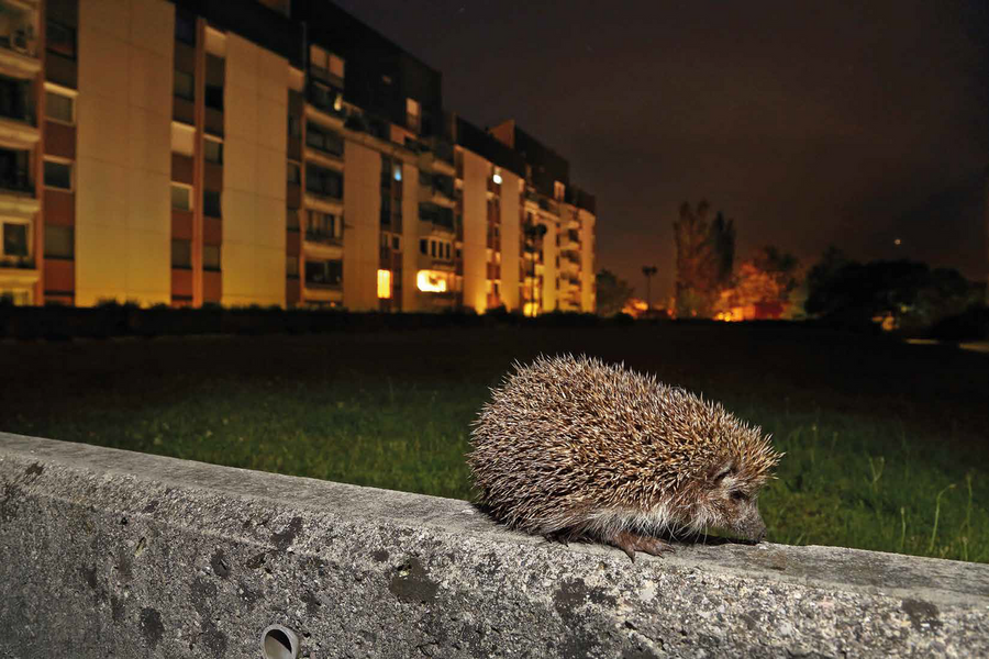 a hedgehog in the night in Ljubljana